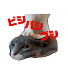 日常 わんず にゃんず（個別スタンプ：18）