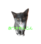 日常 わんず にゃんず（個別スタンプ：20）