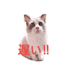 日常 わんず にゃんず（個別スタンプ：25）