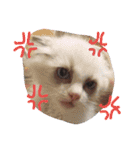 日常 わんず にゃんず（個別スタンプ：36）