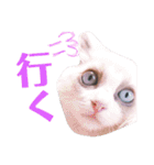 日常 わんず にゃんず（個別スタンプ：37）