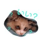 日常 わんず にゃんず（個別スタンプ：38）