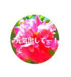 EUROPE flower2♡♡[日本語]（個別スタンプ：1）