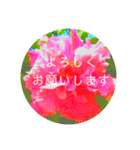 EUROPE flower3♡[日本語敬語]（個別スタンプ：1）