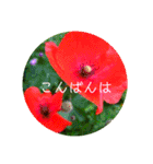 EUROPE flower3♡[日本語敬語]（個別スタンプ：14）