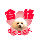 トイプードルCoochanの日常スタンプ第4弾（個別スタンプ：3）