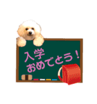 トイプードルCoochanの日常スタンプ第4弾（個別スタンプ：4）