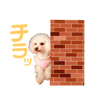 トイプードルCoochanの日常スタンプ第4弾（個別スタンプ：10）