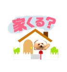 トイプードルCoochanの日常スタンプ第4弾（個別スタンプ：11）