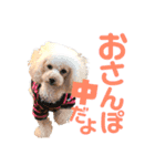 トイプードルCoochanの日常スタンプ第4弾（個別スタンプ：13）
