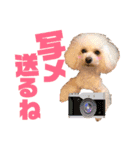 トイプードルCoochanの日常スタンプ第4弾（個別スタンプ：15）
