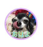 しふぉん（個別スタンプ：1）