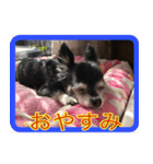 しふぉん（個別スタンプ：2）