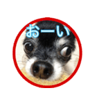 しふぉん（個別スタンプ：7）