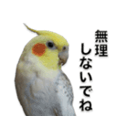 オカメインコの大幸福ちゃん（個別スタンプ：12）