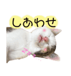 保護猫ちこ＆そーbyオハナビーズ（個別スタンプ：1）