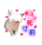 保護猫ちこ＆そーbyオハナビーズ（個別スタンプ：2）