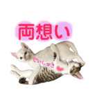 保護猫ちこ＆そーbyオハナビーズ（個別スタンプ：3）