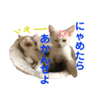 保護猫ちこ＆そーbyオハナビーズ（個別スタンプ：4）