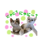 保護猫ちこ＆そーbyオハナビーズ（個別スタンプ：5）