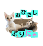 保護猫ちこ＆そーbyオハナビーズ（個別スタンプ：6）