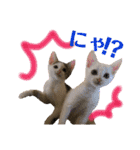 保護猫ちこ＆そーbyオハナビーズ（個別スタンプ：7）