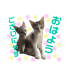 保護猫ちこ＆そーbyオハナビーズ（個別スタンプ：8）