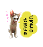 保護猫ちこ＆そーbyオハナビーズ（個別スタンプ：9）