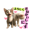 保護猫ちこ＆そーbyオハナビーズ（個別スタンプ：10）