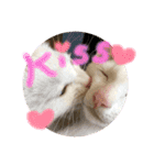 保護猫ちこ＆そーbyオハナビーズ（個別スタンプ：11）