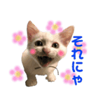 保護猫ちこ＆そーbyオハナビーズ（個別スタンプ：12）