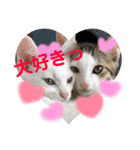 保護猫ちこ＆そーbyオハナビーズ（個別スタンプ：13）