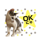 保護猫ちこ＆そーbyオハナビーズ（個別スタンプ：14）