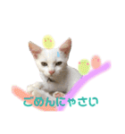 保護猫ちこ＆そーbyオハナビーズ（個別スタンプ：15）