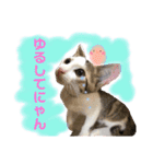 保護猫ちこ＆そーbyオハナビーズ（個別スタンプ：16）