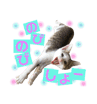 保護猫ちこ＆そーbyオハナビーズ（個別スタンプ：17）