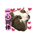 保護猫ちこ＆そーbyオハナビーズ（個別スタンプ：19）