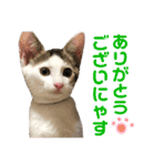 保護猫ちこ＆そーbyオハナビーズ（個別スタンプ：20）