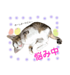 保護猫ちこ＆そーbyオハナビーズ（個別スタンプ：21）