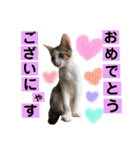 保護猫ちこ＆そーbyオハナビーズ（個別スタンプ：22）