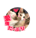 保護猫ちこ＆そーbyオハナビーズ（個別スタンプ：23）