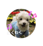 まるぷー★まると黒猫むく②（個別スタンプ：2）