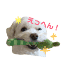 まるぷー★まると黒猫むく②（個別スタンプ：3）