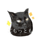 まるぷー★まると黒猫むく②（個別スタンプ：4）
