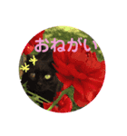 まるぷー★まると黒猫むく②（個別スタンプ：5）