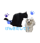 まるぷー★まると黒猫むく②（個別スタンプ：7）