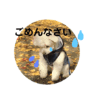 まるぷー★まると黒猫むく②（個別スタンプ：8）