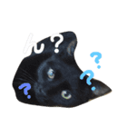 まるぷー★まると黒猫むく②（個別スタンプ：9）