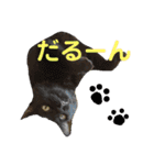 まるぷー★まると黒猫むく②（個別スタンプ：10）