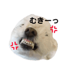 まるぷー★まると黒猫むく②（個別スタンプ：11）